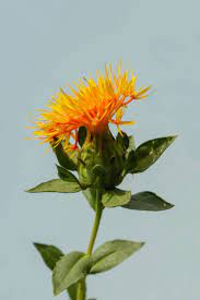 images - 2025-12-03T192841.310